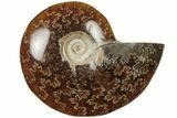 Polished Ammonite (Cleoniceras) Fossil - Madagascar #205086-1